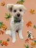 「Dog salon mofu mofu　余市町」