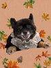 「Dog salon mofu mofu　余市町」