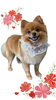 「Dog salon mofu mofu　余市町」