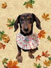 「Dog salon mofu mofu　余市町」