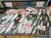 「鮮度抜群！舞鶴港直送の旬の魚が勢揃い！」