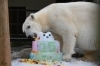 「12月6日（土）🐻‍❄️ピース26歳誕生会としろくまピースにごり酒販売のお知らせ」