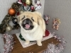 「本日のお客さま♥ペキニーズ【大分市中戸次／ドッグサロン／トリミング】」