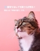 コラム「💨 猫背を治ã—ã¦ã‚‚è‚©ã“ã‚ŠãŒæ®‹ã‚‹ï¼ 真犯人ã¯ã€Œå‘¼å¸ã®æµ…ã•ã€ã§ã™ã€‚ ã€