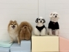 ふうたくん♡くまくん♡アモルくん♡ペチくん「ましゅまろ幼稚園🐾」