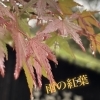 「雨の紅葉✨☔🍁」