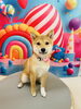 柴犬のみかんちゃん🍊「✂️トリミング🐶」