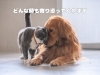 癒されますね～。「アニマルセラピー知っていますか？」