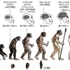 人類の進化と人間の赤ちゃんの進化は同じ