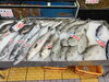 「鮮度抜群！舞鶴港直送の旬の魚が勢揃い！」