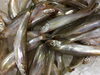 北海道産本柳葉魚「本ししゃも」