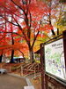紅葉は見事でした！「紅葉が見頃！世界遺産・中尊寺の美しい秋の風景」