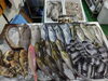 「📣本日のお魚情報🐟」