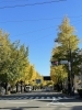 「今週末はいちょう祭り🍂」
