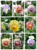 冬の寄せ植えワークショップ開催【ビオラと葉牡丹でリース作り】新潟県