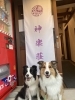神楽荘暖簾看板前にてすずちゃん＆ジョーくん「ワンちゃんと一緒に出雲旅行♪小型犬から大型犬までOK！出雲大社に近い神楽荘です」