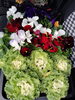 地域１番！葉牡丹入荷！「八王子のみんな知ってる花苗　石川農園さん高月町さんより花苗入荷しています。　パンジー、よく咲くスミレ、虹色スミレ。もうこんな時期かと感じる葉牡丹。人気の花苗カラフルに入荷！花苗も八王子！オール八王子！」