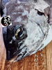 「石鯛入荷致しました！」