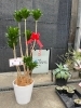 「開店・新築祝いに！心に残る観葉植物ギフトはいかがですか？」