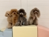 きぃ♡くまくん♡ペルルちゃん♡もっちーちゃん「ましゅまろ幼稚園🐾」