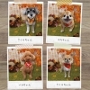 「シャンプー/トリミング後のお写真📸」