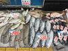 「鮮度抜群！舞鶴港直送の旬の魚が盛りだくさん！」