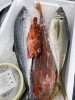 「入荷です」