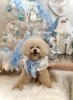 ここあちゃん「2025 Merry Xmas🎄」