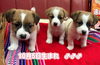 「次に登場のジャックラッセルテリア🐶✨」