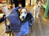 「また、別の子がお見送り🐶」