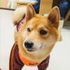 うめちゃん「今日のお友達」
