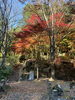 備中松山城🏯「秋の紅葉🍁」