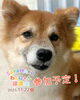 「2025/11/22㈯ 譲渡会(所沢市)保護犬参加情報！⑬柴犬　埼玉/所沢・入間・狭山・川越・飯能 　東京/東大和・武蔵村山・東村山・東久留米・小平・立川」