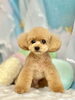 「営業日変更のお知らせ⚠️ 新潟市トリミングサロン・ハッピーテイル」