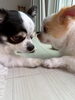 「我が家の可愛い家族をご紹介します！」