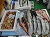 「📣本日のお魚情報🐟」