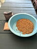 「無農薬味噌講座」