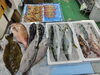 「📣本日のお魚情報🐟」