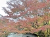 「西山興隆寺の紅葉状況をお届けします！【2025/11/23】」