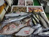 「📣本日のお魚情報🐟」