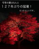 二条城の紅葉ライトアップ見に行きました「ベネフィーク　ナイトクリームキャンペーン」
