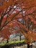 「マイントピア別子の紅葉が見頃を迎えています🍁（2025年11月24日 撮影）」
