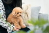 大切なペットのケアもできるレイキ講座です「犬の体調不良に役立った！アニマルヒーリング」