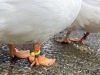 「足元にご注目！」