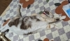 😺🐾猫になりたい🐾😸「首こり、肩甲骨まわり、背中の張りが急増中！スマホ姿勢に注意⚠️」