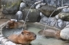 「「カピバラの打たせ湯」を行います！」