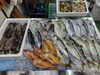「📣本日のお魚情報🐟」
