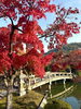 画像1 永観堂の見事な紅葉「近況小ネタ集!紅葉、冬期講習会、ベビモン等など」