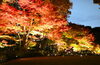 「【荻窪】大田黒公園の紅葉ライトアップ撮影会に行ってきました！」