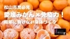 「風邪・感染症対策に！愛媛みかんで免疫力を高める3つの習慣｜来店で実家産みかんプレゼント【脳と体幹を楽しく鍛える！　道後中心地から車で約5分 ⚽ 松山市祝谷のパーソナルジムf.BRAIning】」